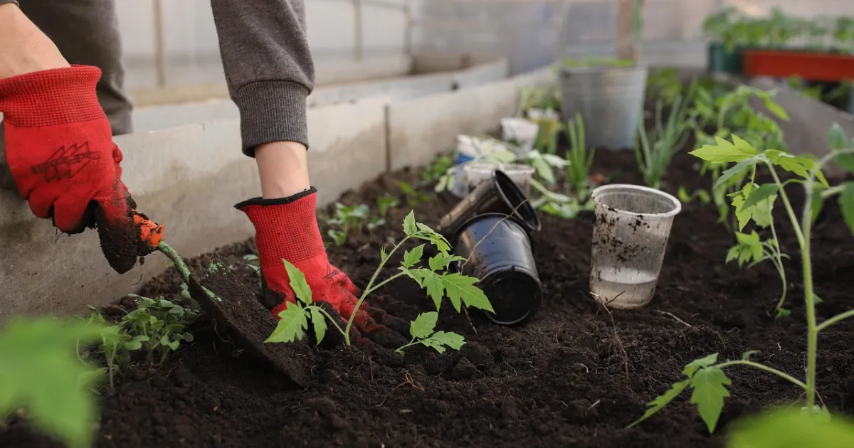 How to Start a School Garden: A Step-by-Step Plan
